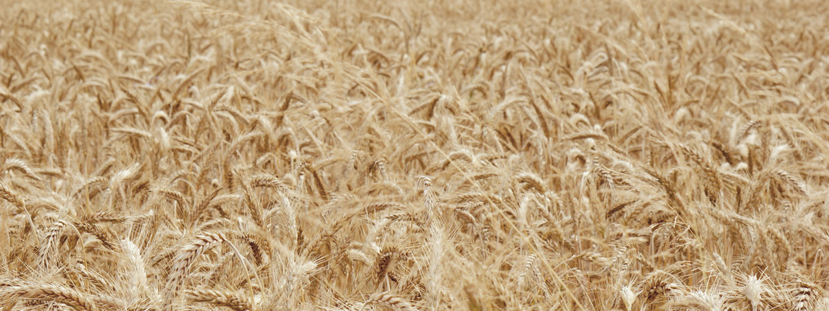 Deluxe Original Vodka